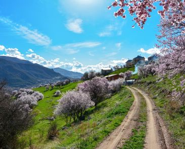 ruta-almendros